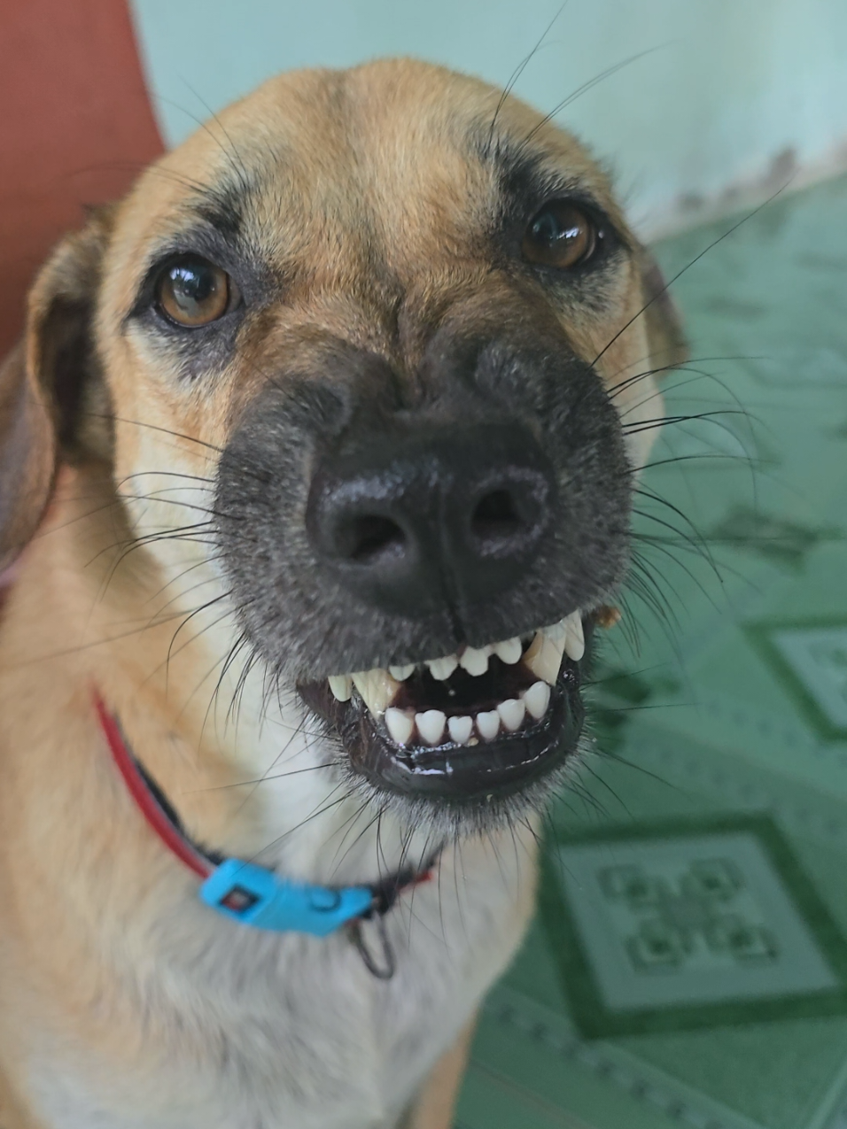 Mr Gấu - Phần 565: Bực trong chó lắm nhưng gán cười để 1 lát có xúc xích mà ăn😬😬😬#petcung #dog #xuhuong #trending 