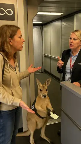 Bro just trying to get home #ai #kangaroo #hone #fyp #airline 