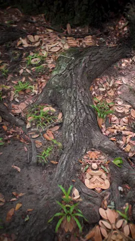 cognizance of the body and spirit #trippyart #visionaryart #psychedelicart #psychedelicartist 