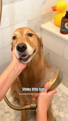 My stinky little baby needs a bath! 🧼 🥹 #goldenretriever #dog #dogsoftiktok #fypシ 