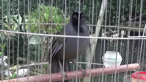 khướu hót kích bổi #khuou #khuoumun #khuoumai