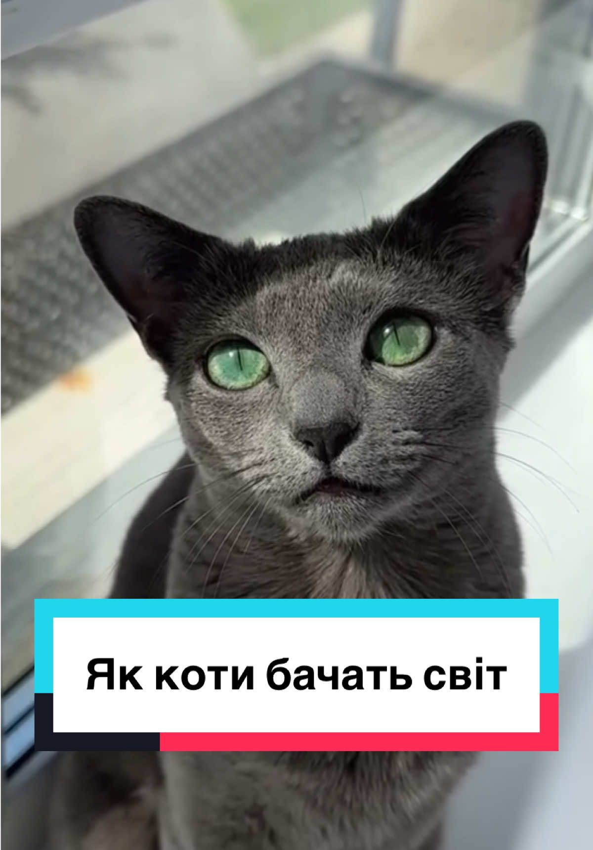 Відповідь користувачу @. #зооветконтинент 