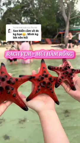 Trả lời @Thu Hà mình muốn cảnh đẹp thì mình chỉ chụp ngắm rồi để xuống thôi bạn , vì sao biển không ở lâu được trên bờ , cũng như rời khỏi vùng nước mặn #Rachvem #Saobien #Muihamrong #Phuquoc #Beach #Xuhuong 