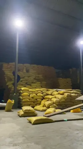 Gass kota lulo