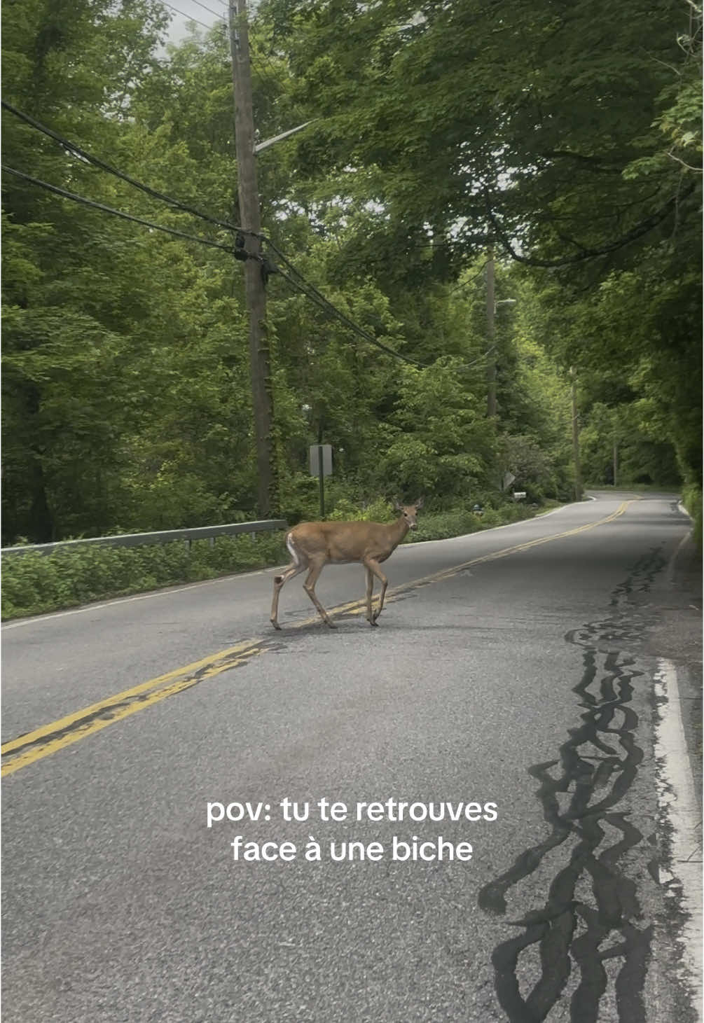 on est devenu pote  #pourtoi #fyp #biche #animal #usa 
