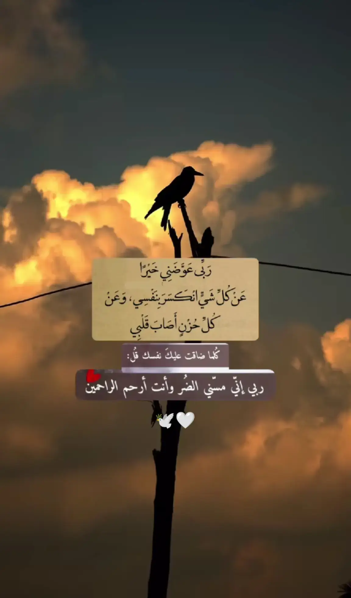 🕊️🤍