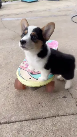 Watch These Corgi Puppies Master the Skateboard - So Fluffy #dog #dogsoftiktok #doglover #corgi #funny #pet #smart 