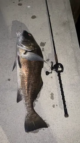 Nice bi catch on the 5 inch nlbn #pmo #clowntown #blacklivesmatter #fishing #viralvideo #flordia #fyp #charters #fypシ #swfl #941 #saltwaterfishing #viral #fypage #sightcasting #invasive #blackdrum #fl #saltwater #baitcaster 
