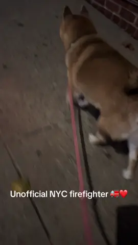 Does anyone’s dog 🐕 sound the alarm🚨 along with the fire truck🚒? TOO CUTE 💜💜 #shibainu #dogsofinstagram #dog #shibascream  #dogsofnyc #nyc #newyorkcity #nyfd   #firetruck #toocute 