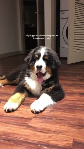 🤤🥶🥵 #bernesemountaindog #dogsoftiktok #fyp #serve 
