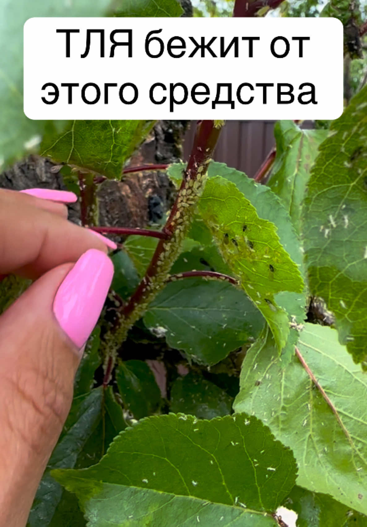 Для бежит от этого средства #лайфхак #рек #советы #LifeHack #полезныесоветы #тля #польза #полезноевидео 