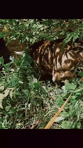 #любимецсемьи♥️четырёхлапыйдруг #animals 