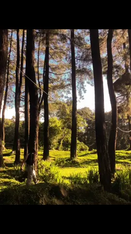 calm, peaceful and serene🍃 #workoutmotivation #workouts #men #mentality #vasco #calisthenics #foryou 