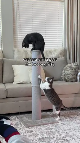 this cat scratching post is so sturdy, never falls over, and the cats love to scratch and climb it #catsoftiktok #cat #TikTokShop #tiktokshopfinds #fyp 