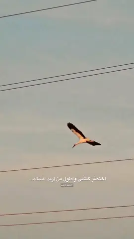 اختصَر #شعر #سمير_صبيح #جبار_رشيد #explore 