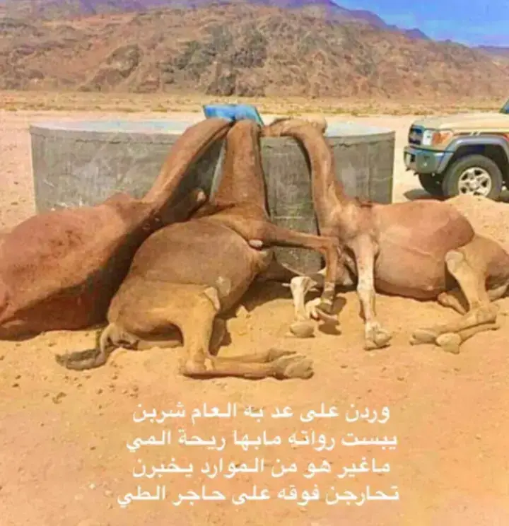 #اللهم_صلي_على_نبينا_محمد #الهجن #الهجن_والهجانه #اكسبلور_تيك_توك #الهجن_العربية_الاصيلة_زمول_حيل_النام #هجن_العاصفه #اكسبلووووورررر #مالي_خلق_احط_هاشتاقات #الهجن_العربية_الاصيلة #الهجن❤️ #الهجن_العربية #اكسبلورر #قطر🇶🇦 #اكسبلورexplore #الهجن_الاصايل 