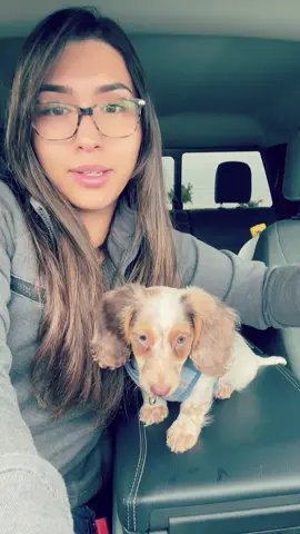 Charms first pup cup 🥰🩵.  (He didn’t eat it all, didn’t want it to upset his stomach since he’s never had one) & Don’t mind me lol.  #pupcup #puppylife #puppytiktok #minidachshundpuppy #minidachshund #weinerdog #boymom #dogsoftiktok #fyp 