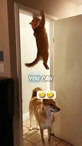 🤣🤣#catsoftiktok #dogsoftiktok #PetsOfTikTok #animal #voiceover #funny #funnyvideos #foryou #viral 