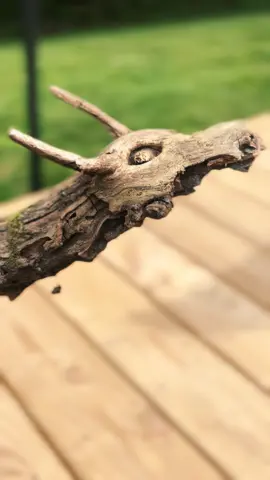 Head to the last post to vote on your favorite name! #stick #sticknation #dragon #dragonstick #sticks #fyp #nature #motherofdragons #coolstick #trending #vote