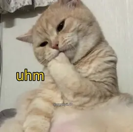 sleep darling .    .  #cute #meme #voiceacting #cat 