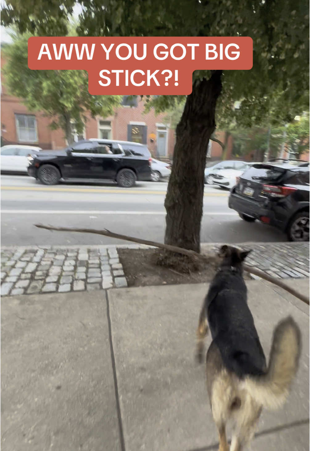 A proud girl indeed! #gsd #dogstick #vutedog #sillydog #gsdoftiktok #germanshepherd #germanshepherddog #gsdlife #gsdlove #fyp 
