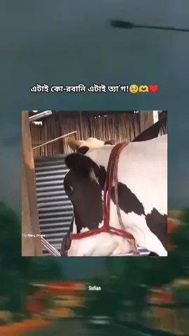 এটাই কো-রবানি এটাই ত্যা'গ!♥️🐂#eidmubarak #eiduladha #foryoupage #viralvideo #trending 
