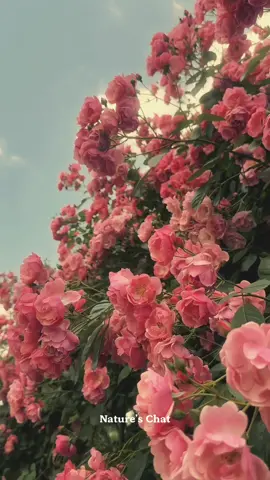 ★ 𝔒𝔫𝔠𝔢 𝔲𝔭𝔬𝔫 𝔞 𝔱𝔦𝔪𝔢... 𝔞𝔫𝔡 𝔱𝔥𝔦𝔰 𝔱𝔦𝔪𝔢, 𝔦𝔱'𝔰 𝔯𝔢𝔞𝔩 ✿♡ #natureschat#aestheticvibe#vintagelife#fyp #nature#peace#foryoupage #peaceandnature#relaxation#vibes#aestheticvideos#flowers#spring#roses#naturelove#roses #songvibes