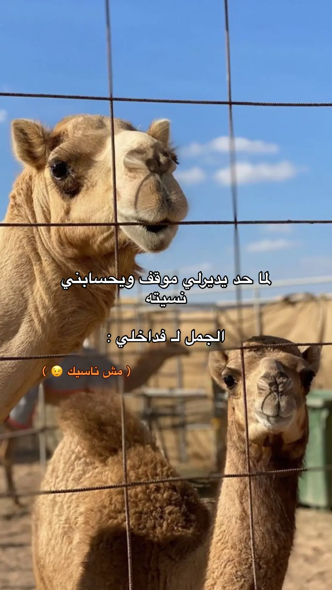 #libya🇱🇾 #everyone #tripoli #tripoli_libya🇱🇾 #tik_tok #libya🇱🇾_tunis🇹🇳_algeiar🇩🇿 #fyyyyyyyyyyyyyyyy #الشعب_الصيني_ماله_حل😂😂 #fypシ゚ #explore #طرابلس #جمل 