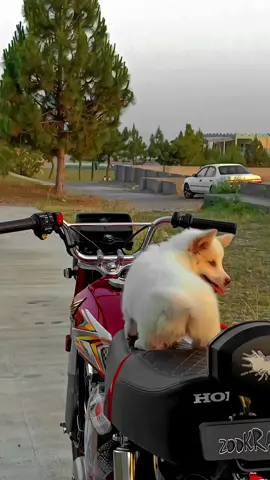 Sigrite dakk har waht nashy Strgyy garzoo takyyy sryy🫀😘✌#foryou #honda #cg125 #honda125 #goviral #bikelover #foryoupage #plzviral🥺🥺🙏🙏foryoupage #creatorsearchinsights 
