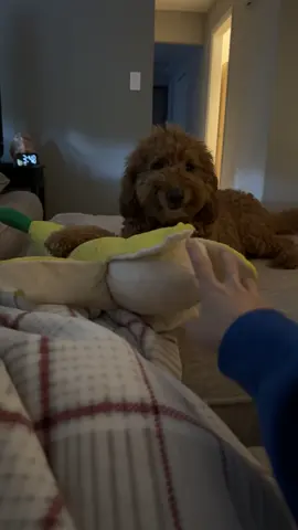 When you try to touch his toy… and forget whose house this is 😤 #dogattitude #possessivedog #goldendoodle #doodle #dog #grumpy #banana 