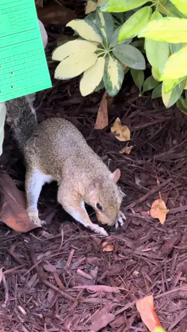A beautiful disney squirrel 😅 hiding their food 🐿️ omg how cute!!!#squirrel #squirrels #animals 