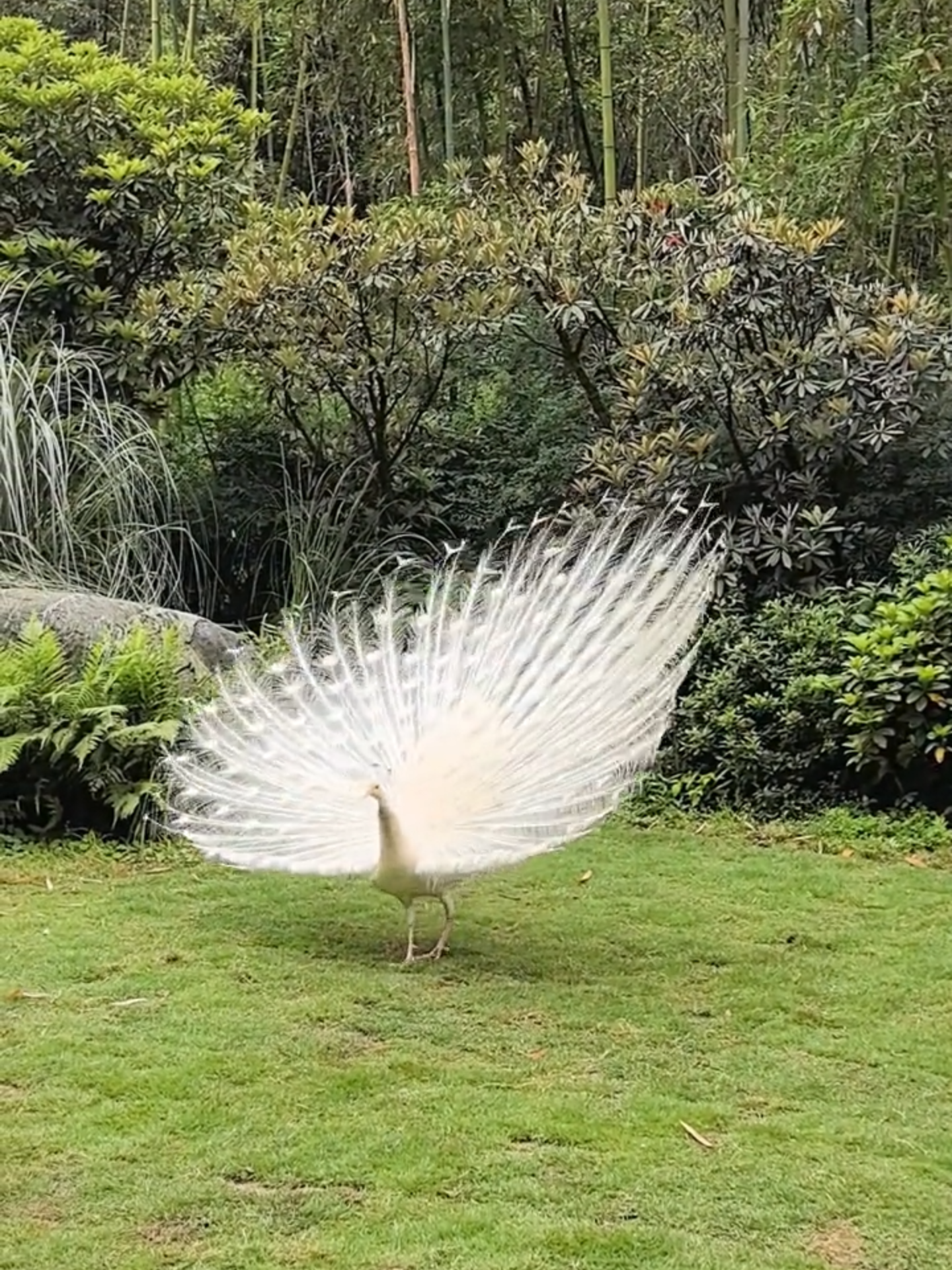 This white peacock is showcasing its stunning feathers. #funnyvideo #viraltiktok