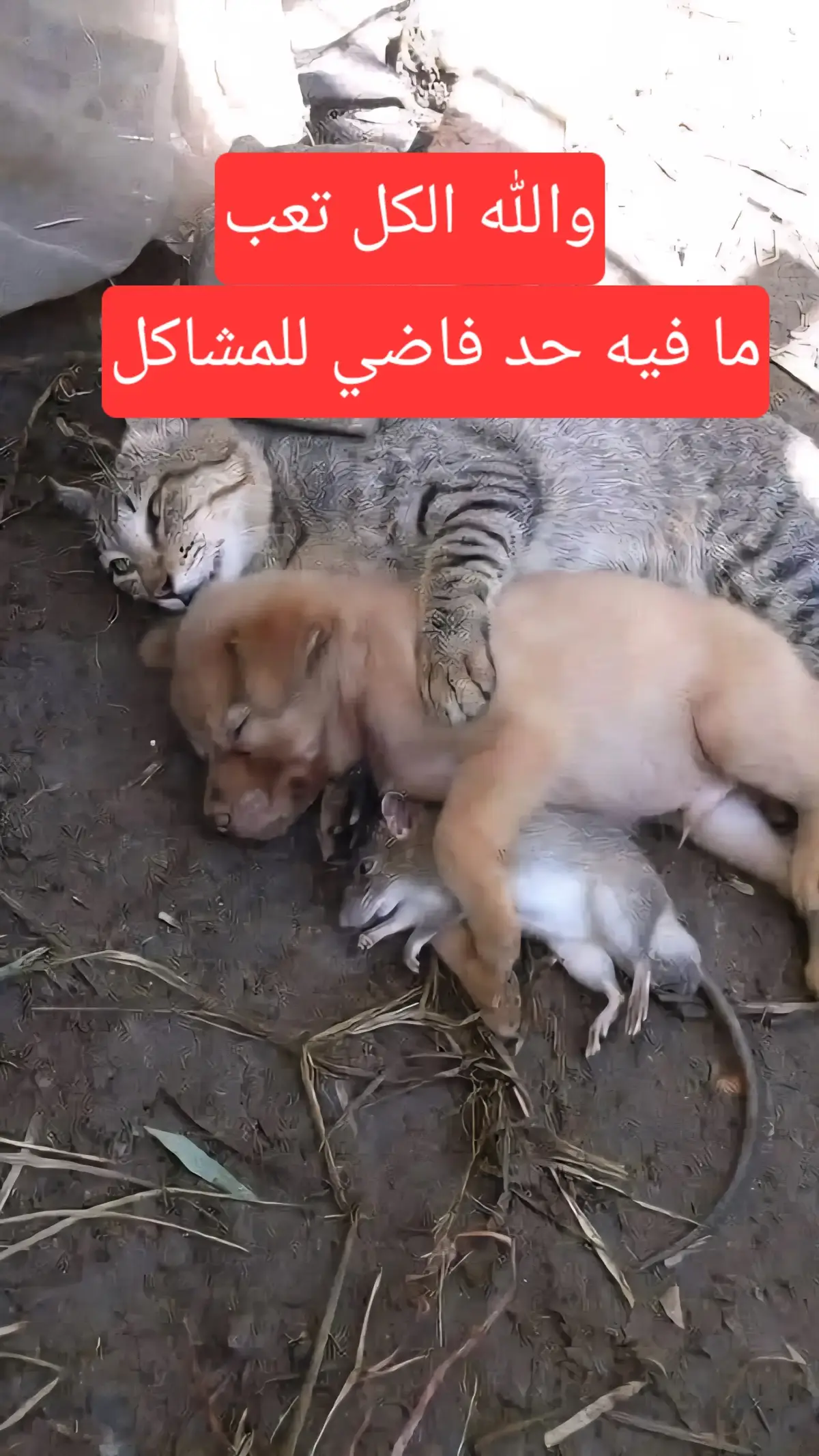 #ستوريات #خواطر #اقوال #اقتباسات #عبارات 