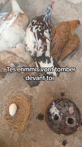 Tes ennemis vont tomber devant toi #secret #protection #france🇫🇷 #canada_life🇨🇦 #cotedivoire🇨🇮 #ghana #congo #gabon #malitiktok🇲🇱 #burkinatiktok🇧🇫 #togolais228🇹🇬 #fypシ゚ 