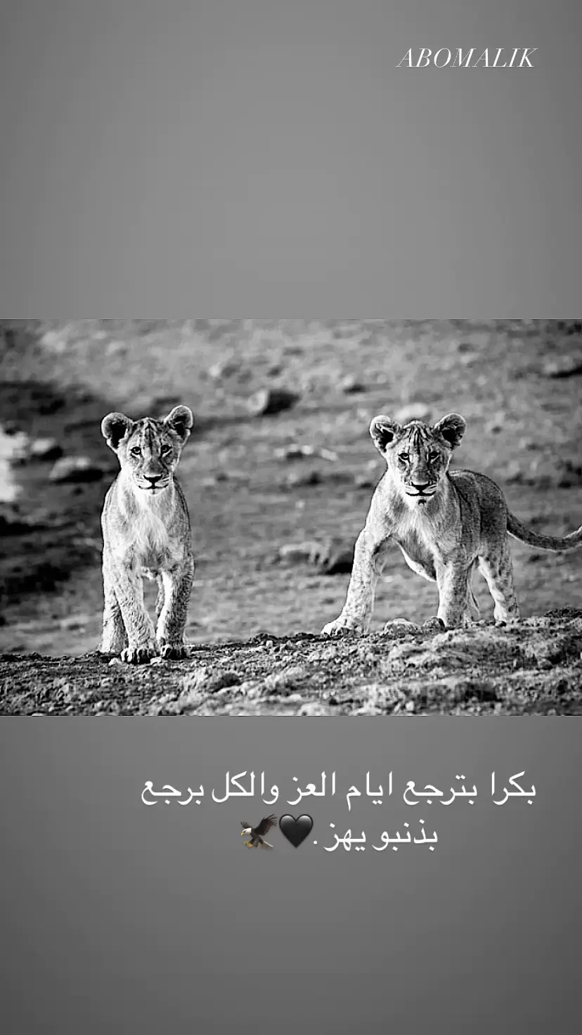 #capcut #منشن #اخي #الذيب #الكتف #المضلم #عبارات #الاسد 