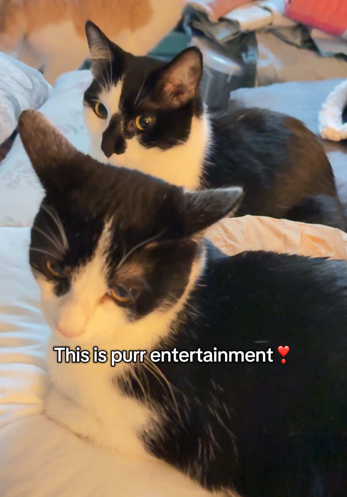 It’s Tuxie Tuesday, and the entertainment is purrfect! 🎭 Fig the fierce kitten puts on a show for his tuxedo audience, rabbit-kicking like a pro and proving that neither the toy nor Dash stand a chance. The tuxes are clearly impressed—this is top-tier kitten-tainment❣️🐾💥 #TuxieTuesday #TuxedoCats #KittenShow #RabbitKickMaster  #WujiKitties #catentertainment #babyfig #blackandwhitecats #kittenvstoy #rescuecatlife #AdoptDontShop #catsoftiktok #CatSanctuary #WujiCrew #PlayfulKitten #Purrformance