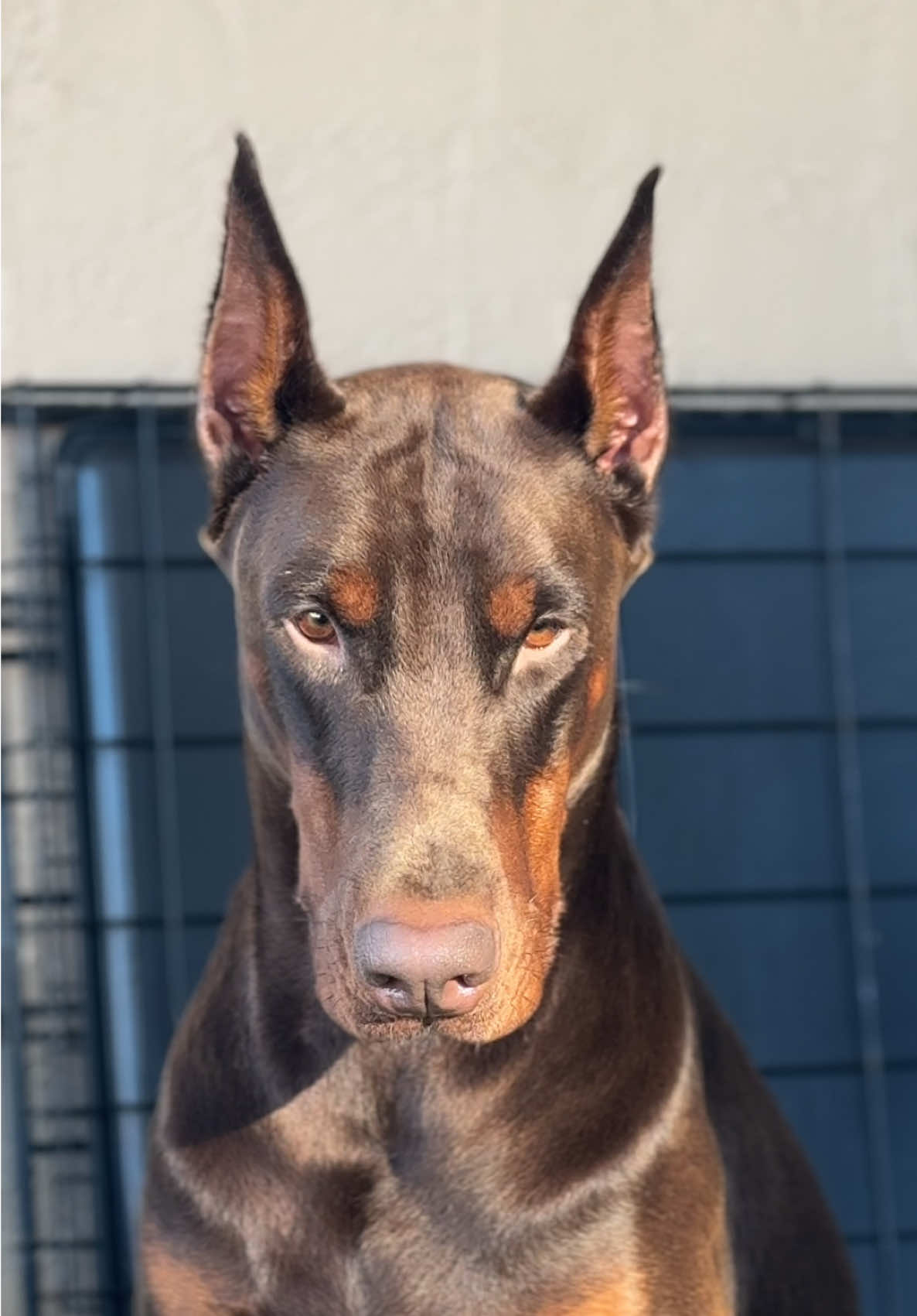 #dobermancore #dobermanenergy #doberman #drogothedoberman 