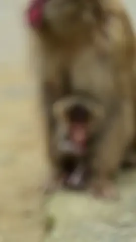 #frypgシ #monkeybaby #baby #family #MomsofTikTok #bangladesh #monkeys #usa #sylheti_fua #london #cutebaby #happymoments #wildlife #animal 