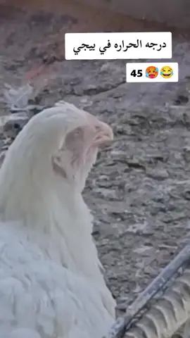 درجه الحراره 45 #دجاجه🐔 #اخخخ_بطني_😂😂😂 #الشعب_الصيني_ماله_حل😂😂 #الشعب_الصيني_ماله_حل😂😂 #هههههههههههههههههههههههههههههههههههههه #ههههههههههه #متتتتتتتتتتتتتتتتتت😂😂💔 #مقاطع_ضحك #مقاطع_مضحكة #دجاج #دجاجه تحمي صغارها من المطر #دجاجه_تتحدث #درجة_الحرارة #حاره_كلش_اليوم😑 #هههههههههههههههههههههههههههههههههههههههه #هههههههههههههههه #مالي_خلق_احط_هاشتاقات #دجاج_مشوي #دجاج_محمر #دجاج_اليوم #وضع #اليوم_الوطني #saudinationalday91 #اليوم_الوطني_السعودي_٩٤ #سبلت_تحكم_بالأمبير #حارة #حاره #موت #حر #متنا 
