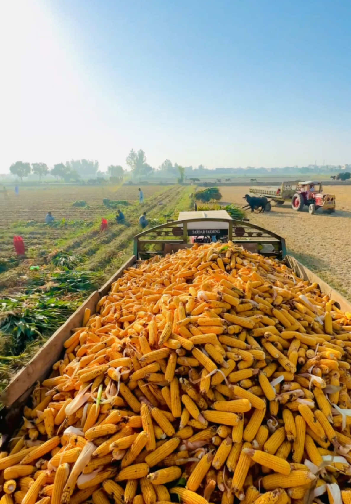 #sardarfarming #foryou #punjab #pakistan #imrankhan #pti #tiktok #tractor #kisaan #india #farmerlife #shidumoosewala #agriculture #uk #punjabisong #viraltiktok #tractorsong #viral 
