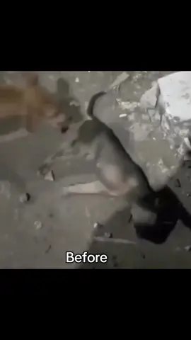 #fyp #foryou #foryoupage #viral #trending #tiktok #tiktokviral #dogrescue #animalrescue #dogsoftiktok #rescuevideo #rescuedog #adoptdontshop #tierliebe #hunderettung #tierschutz #hundeliebe #spendenaufruf #tierheim #marokko #hundinnot #tierrettung #hilfjetzt #helfenmachtglücklich #rescue #animalwelfare #streetdog #tierrettungmarokko #animalshelter #donate #fundraiser #doglovers #shelterdog #rescuejourney #hundehilfe #hundefreunde #helpanimals 