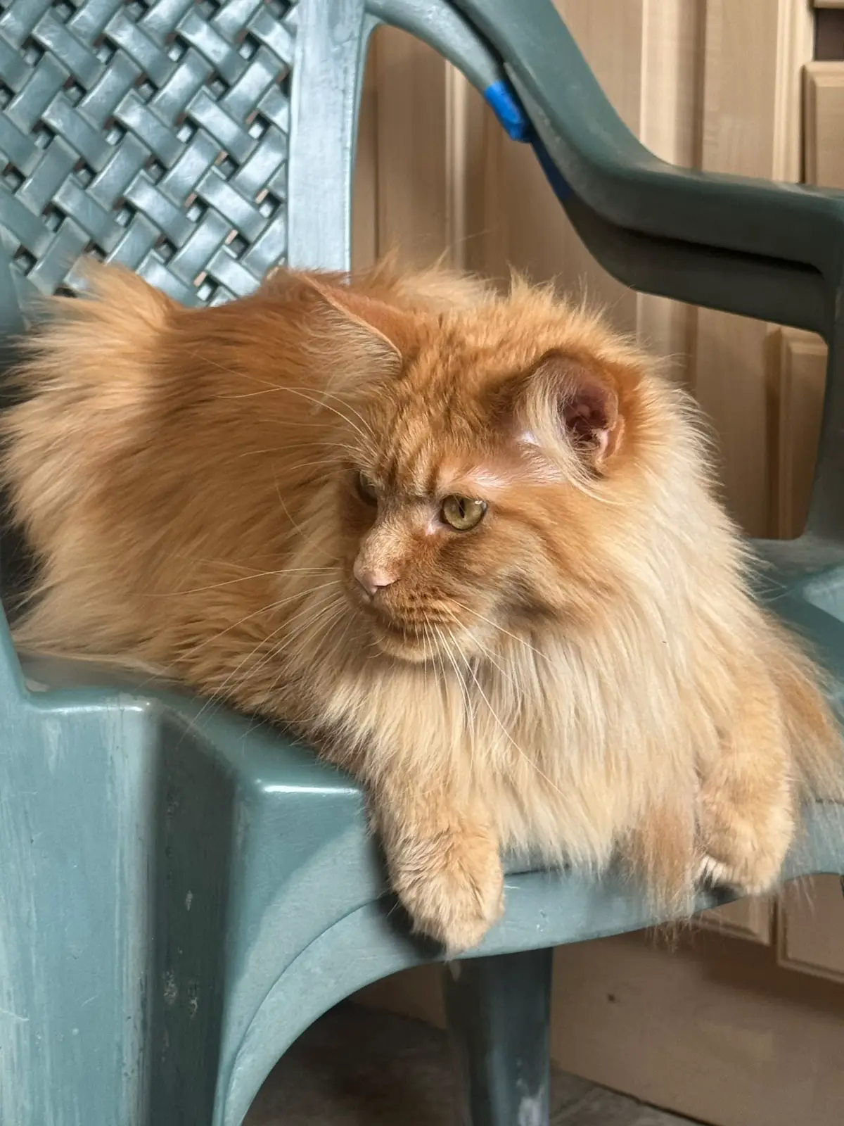 Lovely and playfull and such a softy loves a fuss and a belly rub #fyp #mainecooncat #gingercat #gingermainecoon #housecat 