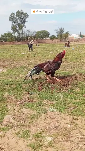 #creatorsearchinsights مرغا بَلو بلرآم 🔥🥀 #RepostPlz  #deartiktokteamdontunderviewmyvideos #منکراورمنافق_پوسٹ_سےدور_رہے💯🔥 