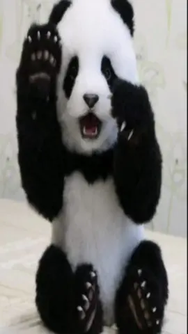 #pandas #babys #small #cute #adorable #animal 