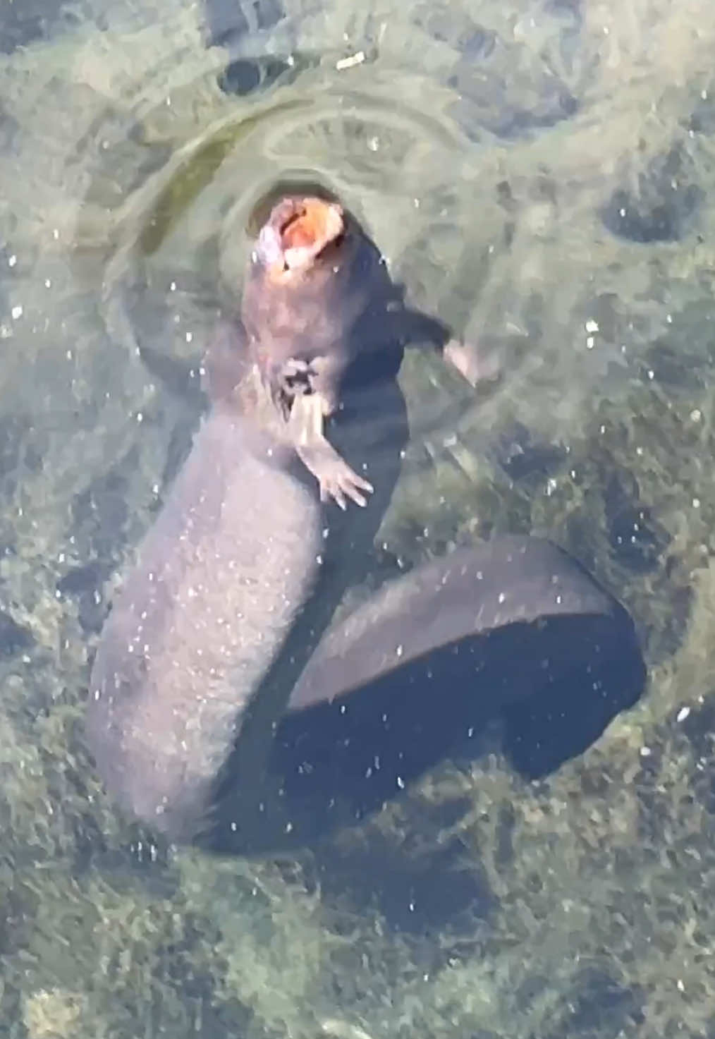 Greater Siren! Awesome to see this guy in a clear Florida spring. #siren #greatersiren 