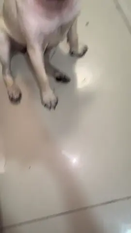 Jajajajaja😫… #Viral #paratii #tronchatoro #pug #🥹 