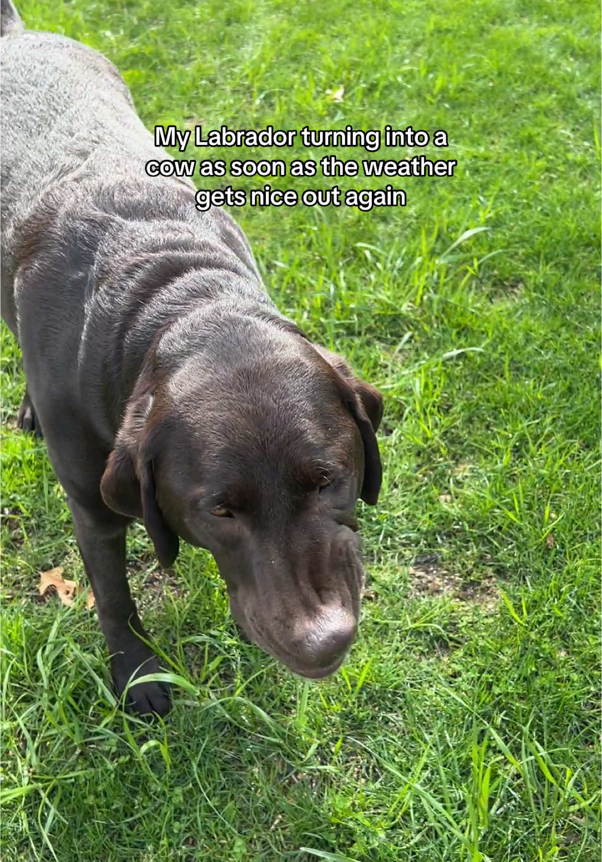 I don't get it why do dogs love to eat grass😅 #labrador #labradorretriever #labradorretrieversoftiktok #labradorretrievers #labradorlife #labradors #chocolatelab #chocolatelabrador #chocolatelabsoftiktok #chocolatelabs #labradorsoftiktok #dog #dogsoftiktok #fyp 