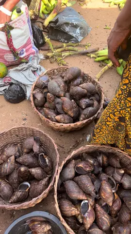 Random snail sourcing day…..on this day i learnt that the size of those shells could be really deceptive😂  you could see a big shell with something very little inside.. it made me really my snails supplier…. How they’re able to sort the sizes and ensure we get those snails in large quantities!!!! Kudos to them 👌🙌🏾… Our snails are sourced from the bushes, not farm grown.. they’re wild caught snails.. so as you would expect , they’re very tasty and juicy.. Locally sourced, cleaned thoroughly, frozen and shipped down to Canada! Small size- $60 for 50 pcs Medium size-$43/10pcs Large size-$50/5pcs We got you covered#CleanSnailOnly #tasteofhomebybibi #nigerianincanada #naijatiktok #naijafoodincalgary #nigerianinwinnipeg 