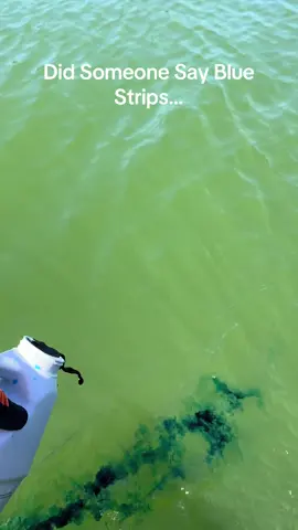 Blue Strips @J E S S I E  M U R P H #jessiemurph #jrhoffmanponds #bluestrips #loveyourlake #lakemaintnance #fyp #fypシ #viral #fishtok #laketok #blue #bluedye #ponddye #lakedye #boatsoftiktok #mercurymarine #strips #strip #fishing 