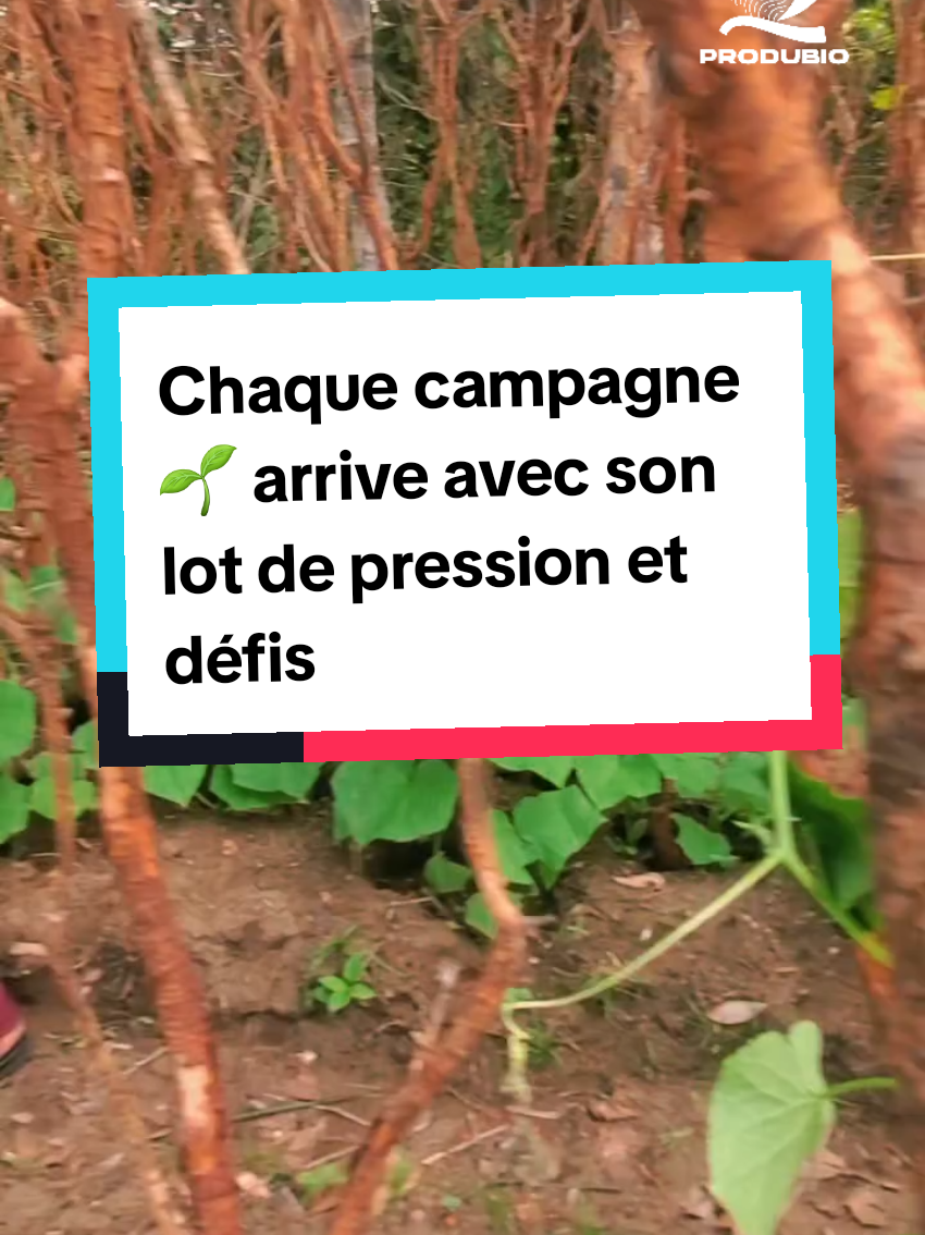 Chaque campagne🌱 arrive avec son lot de pression et défis  #soyezagricolementinspirés #LearnOnTikTok #agro #agriculture #inspiration #viral_video 